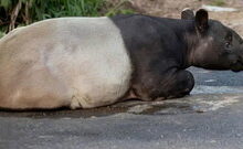 Tapir Dibunuh Lalu Dimasak di Mesuji, Empat Orang Ditangkap Polisi