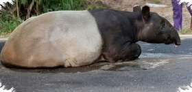 Tapir Dibunuh Lalu Dimasak di Mesuji, Empat Orang Ditangkap Polisi