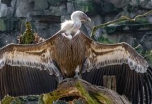 5 Burung Penimbun Makanan Paling Tak Disangka, Ada yang Menyimpan Ratusan Ribu Butir