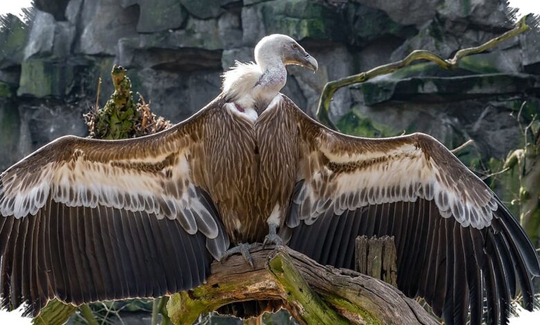 5 Burung Penimbun Makanan Paling Tak Disangka, Ada yang Menyimpan Ratusan Ribu Butir