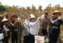 Sewa Lahan 1 Hektar Jadi Ladang Komitmen GP Ansor Semarang, Panen Jagung Perkuat Ketahanan Pangan Kota