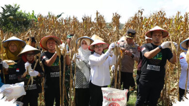 Sewa Lahan 1 Hektar Jadi Ladang Komitmen GP Ansor Semarang, Panen Jagung Perkuat Ketahanan Pangan Kota