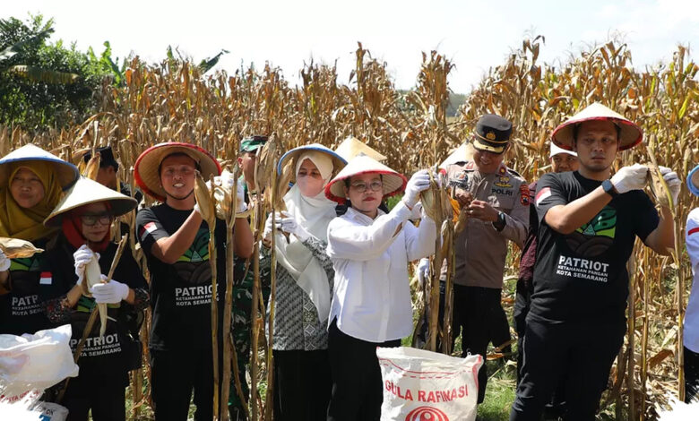 Sewa Lahan 1 Hektar Jadi Ladang Komitmen GP Ansor Semarang, Panen Jagung Perkuat Ketahanan Pangan Kota
