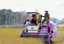 Rp 1,33 Triliun Digelontorkan ke Papua Selatan, Merauke Didorong Jadi Lumbung Pangan Timur