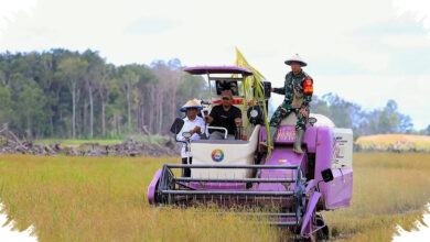 Rp 1,33 Triliun Digelontorkan ke Papua Selatan, Merauke Didorong Jadi Lumbung Pangan Timur