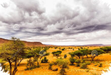 6 Prompt Gemini AI Ini Bikin Foto di Savana Terasa Dramatis, Tetap Natural