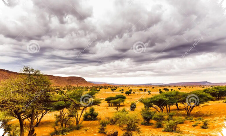 6 Prompt Gemini AI Ini Bikin Foto di Savana Terasa Dramatis, Tetap Natural