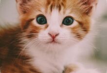 Mengapa Kucing Tak Lagi Tahan Susu Saat Dewasa, Ini Penjelasan yang Jarang Disadari
