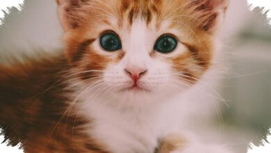 Mengapa Kucing Tak Lagi Tahan Susu Saat Dewasa, Ini Penjelasan yang Jarang Disadari
