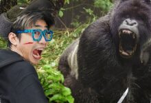 Gorila Vs Buaya, Fakta Yang Membalik Dugaan Tentang Siapa Lebih Mematikan