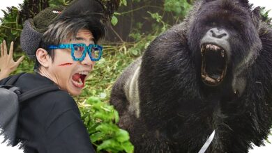 Gorila Vs Buaya, Fakta Yang Membalik Dugaan Tentang Siapa Lebih Mematikan