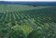 Agrinas Palma Buka 20.000 Lowongan, Kebun Sawit Sitaan Negara Jadi Mesin Kerja Baru