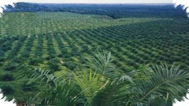 Agrinas Palma Buka 20.000 Lowongan, Kebun Sawit Sitaan Negara Jadi Mesin Kerja Baru