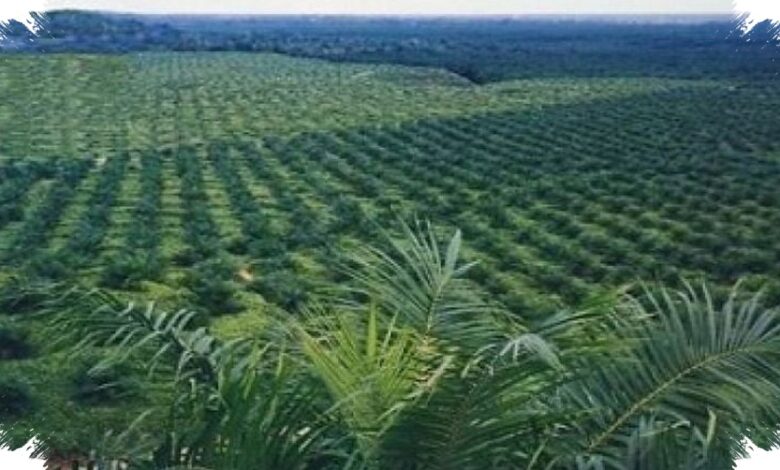 Agrinas Palma Buka 20.000 Lowongan, Kebun Sawit Sitaan Negara Jadi Mesin Kerja Baru