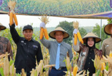 Kolaborasi Pemerintah dan Swasta, Rahasia Ponorogo Mengerek Produktivitas Jagung