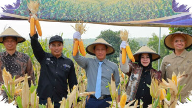 Kolaborasi Pemerintah dan Swasta, Rahasia Ponorogo Mengerek Produktivitas Jagung