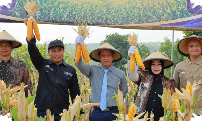 Kolaborasi Pemerintah dan Swasta, Rahasia Ponorogo Mengerek Produktivitas Jagung