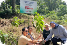 Sharp Tanam 600 Pohon Rasamala di Gunung Salak, Dorong Restorasi Hutan Elang Jawa