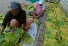Petani Tembakau Cemas Penyeragaman Kemasan Rokok, Khawatir IHT Makin Tertekan