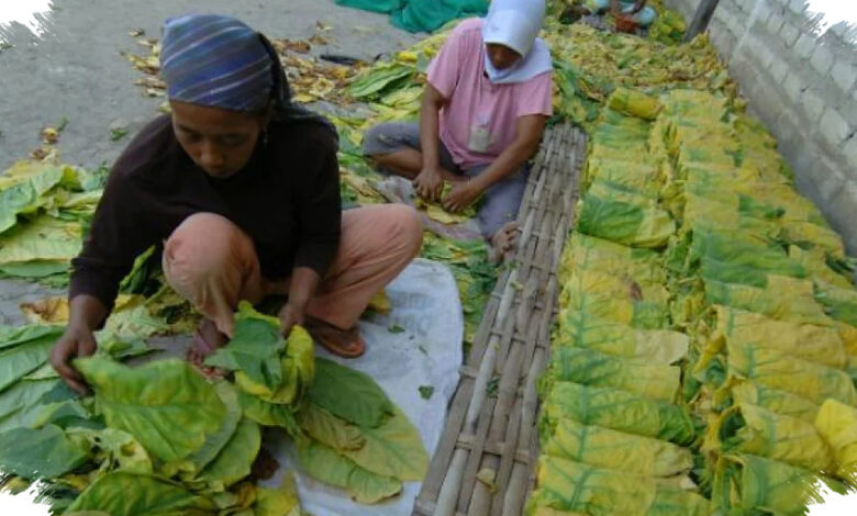 Petani Tembakau Cemas Penyeragaman Kemasan Rokok, Khawatir IHT Makin Tertekan