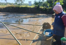Penyuluh di Surade Inisiasi Demplot PM-AAS Swadaya, Upaya Dorong Produksi Padi