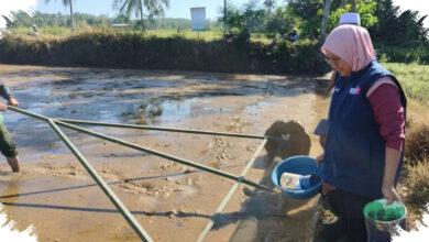 Penyuluh di Surade Inisiasi Demplot PM-AAS Swadaya, Upaya Dorong Produksi Padi