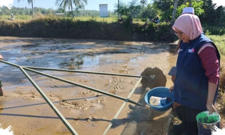 Penyuluh di Surade Inisiasi Demplot PM-AAS Swadaya, Upaya Dorong Produksi Padi