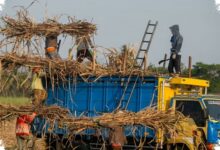 Transformasi BUMN Perkebunan Harus Dipercepat, Ini 5 Pilar yang Disorot PTPN I
