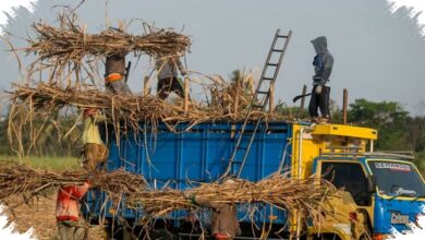 Transformasi BUMN Perkebunan Harus Dipercepat, Ini 5 Pilar yang Disorot PTPN I