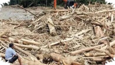 Penebangan Hutan Bikin Banjir Makin Sering, Risiko Naik Drastis di Wilayah Ini