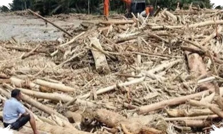 Penebangan Hutan Bikin Banjir Makin Sering, Risiko Naik Drastis di Wilayah Ini
