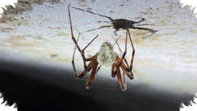 Laba-laba Baru Ini Menyamar Seperti Jamur Zombi, Strateginya Bikin Ilmuwan Terkejut
