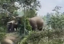 Gajah Liar Masuk Permukiman Lampung, Pakar UGM Ungkap Akar Konflik yang Tak Sederhana