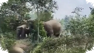 Gajah Liar Masuk Permukiman Lampung, Pakar UGM Ungkap Akar Konflik yang Tak Sederhana