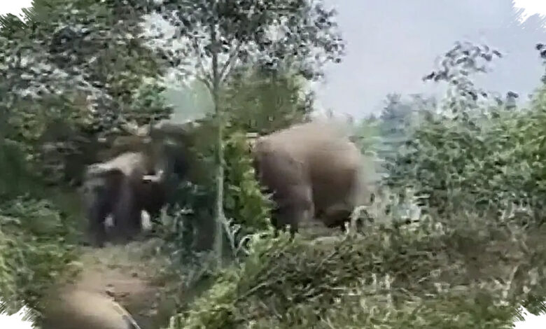 Gajah Liar Masuk Permukiman Lampung, Pakar UGM Ungkap Akar Konflik yang Tak Sederhana