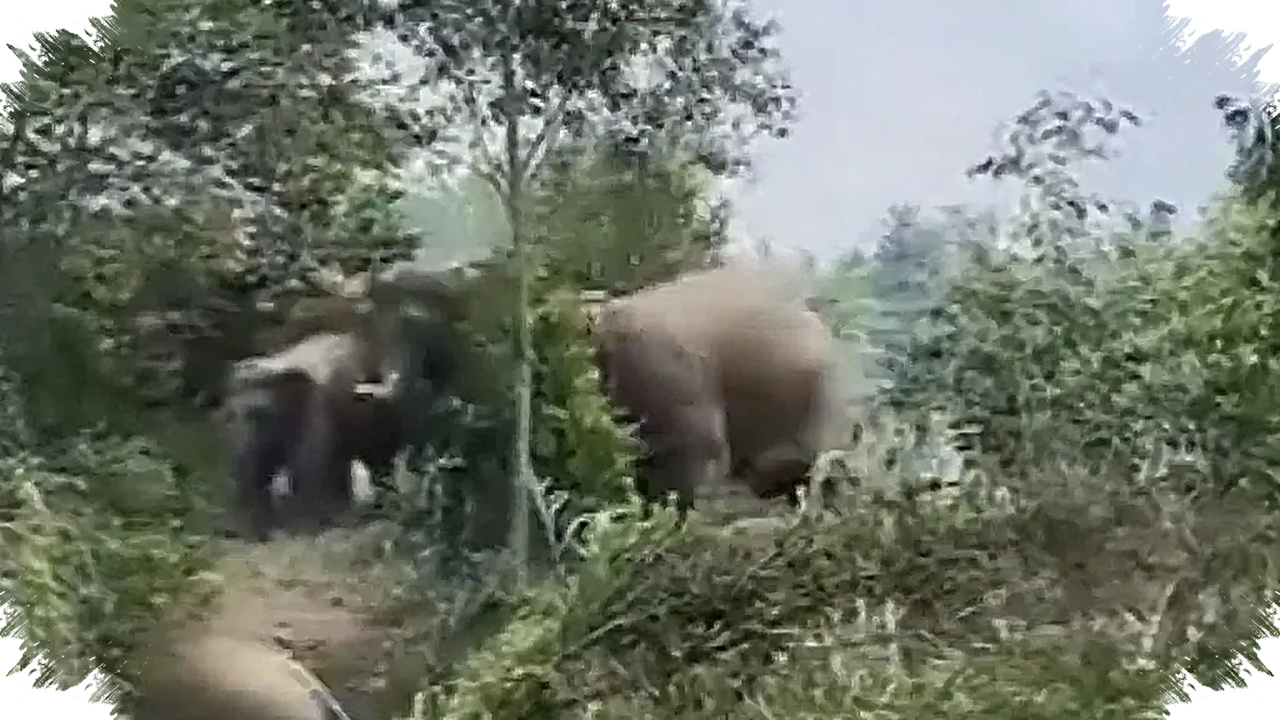 Gajah Liar Masuk Permukiman Lampung, Pakar UGM Ungkap Akar Konflik yang Tak Sederhana