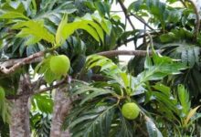 Sukun Disebut Superfood Lokal, Punya Gizi Tinggi dan Tahan Krisis Iklim