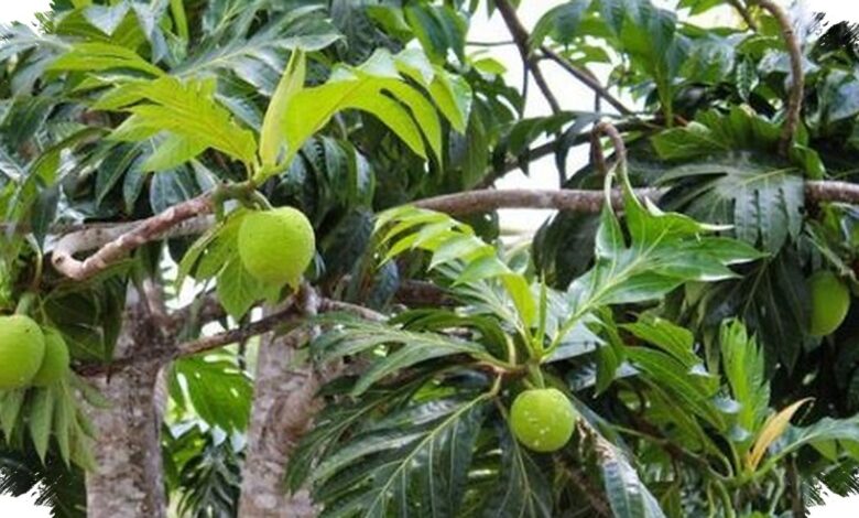 Sukun Disebut Superfood Lokal, Punya Gizi Tinggi dan Tahan Krisis Iklim