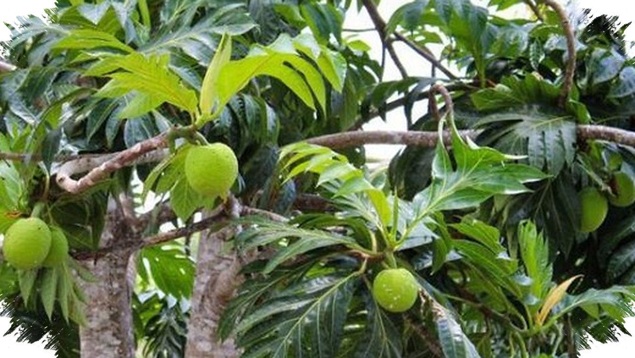 Sukun Disebut Superfood Lokal, Punya Gizi Tinggi dan Tahan Krisis Iklim