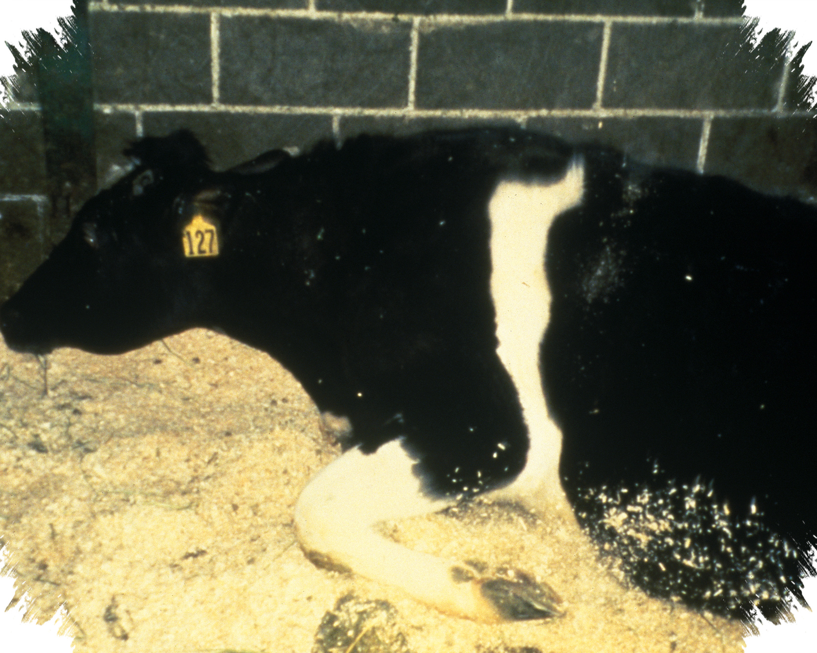 Bukan Hanya Prion, Studi Baru Ungkap Pemicu Lain di Balik Penyakit Sapi Gila