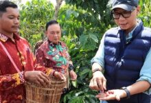 Pupuk Hayati Cair Lampung Bikin Kopi Berbuah Lebih Cepat, Begini Hasilnya