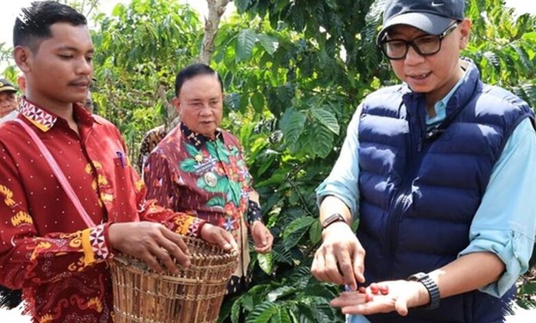 Pupuk Hayati Cair Lampung Bikin Kopi Berbuah Lebih Cepat, Begini Hasilnya