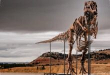 Fosil T. Rex Gus Diburu Miliarder, Lelangnya Bisa Tembus Jutaan Dolar