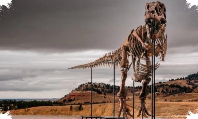 Fosil T. Rex Gus Diburu Miliarder, Lelangnya Bisa Tembus Jutaan Dolar