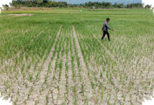 Kekeringan Meluas di Pidie, Puluhan Hektare Sawah Terancam Puso