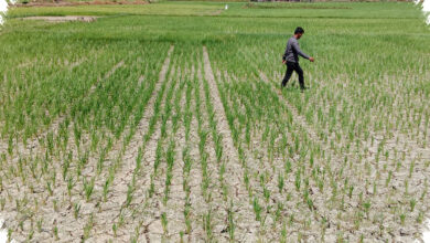 Kekeringan Meluas di Pidie, Puluhan Hektare Sawah Terancam Puso