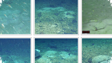 Robot Bawah Laut Ini Mengungkap Koloni 60 Juta Sarang Ikan Raksasa di Antartika