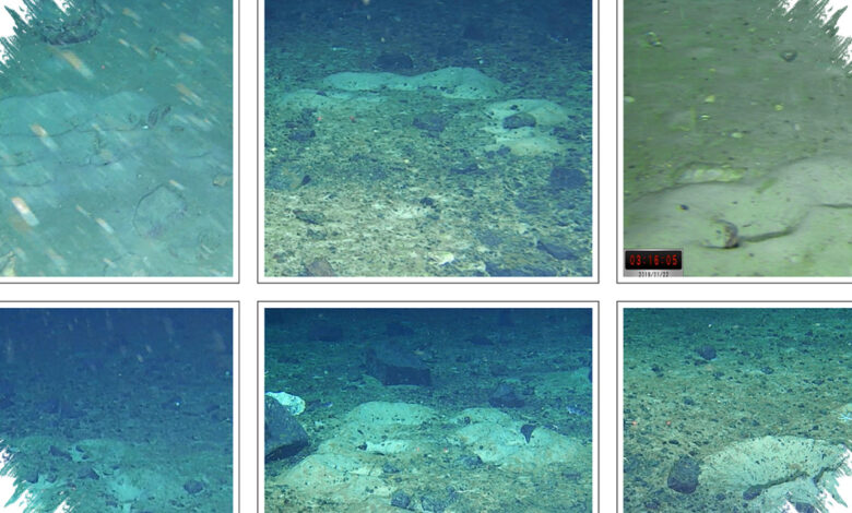 Robot Bawah Laut Ini Mengungkap Koloni 60 Juta Sarang Ikan Raksasa di Antartika