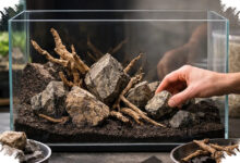 Rahasia Aman Pilih Substrat dan Hardscape Aquascape, Jangan Sampai Salah Material