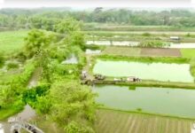 Skema 10 Tahun Jadi Kunci, Bank Tanah Cegah Lahan Reforma Agraria Lepas ke Perusahaan